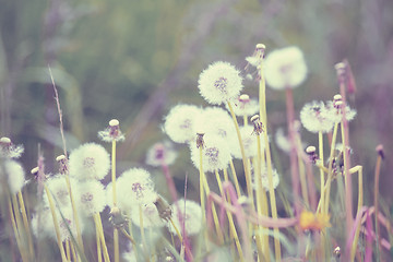 Image showing close up of Dandelion on background green grass