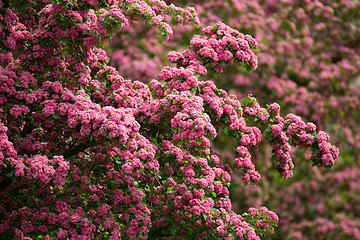 Image showing Flowers pink hawthorn. Tree pink hawthorn