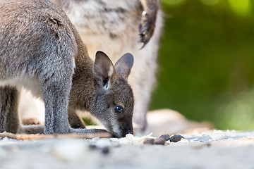 Image showing Closeup of a Red-necked Wallaby baby