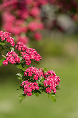 Image showing Flowers pink hawthorn. Tree pink hawthorn