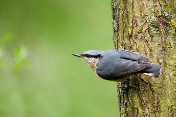 Image showing Eurasian nuthatch (Sitta europaea)