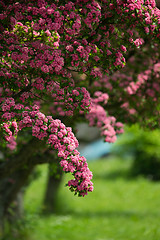 Image showing Flowers pink hawthorn. Tree pink hawthorn