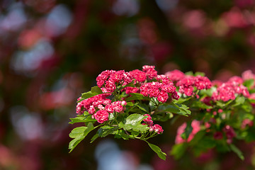 Image showing Flowers pink hawthorn. Tree pink hawthorn