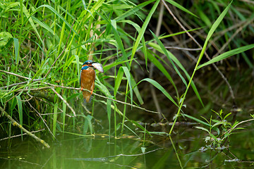 Image showing Common Kingfisher (Alcedo Atthis) - Male with Fish