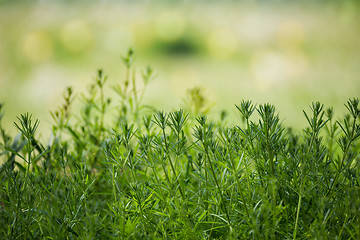 Image showing spring plants on Riverside with shallow focus