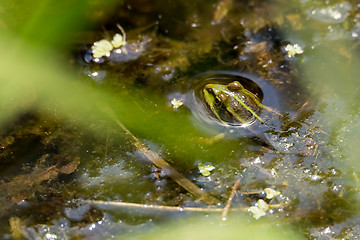 Image showing perfectly masked Edible frog in water