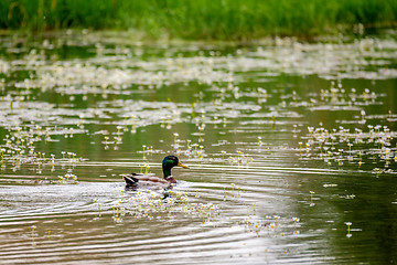 Image showing Mallard Duck Anas platyrhynchos, male on pond