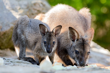 Image showing Closeup of a Red-necked Wallaby baby with mother