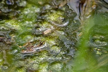 Image showing perfectly masked Edible frog in water