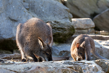 Image showing Closeup of a Red-necked Wallaby baby with mother