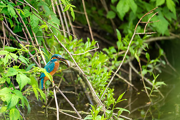 Image showing Common Kingfisher (Alcedo Atthis) - Male with Fish