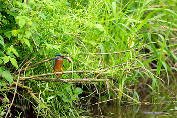 Image showing Common Kingfisher (Alcedo Atthis) - Male with Fish