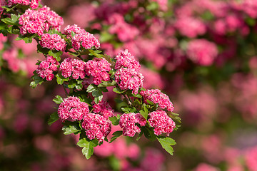 Image showing Flowers pink hawthorn. Tree pink hawthorn