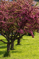 Image showing Flowers pink hawthorn. Tree pink hawthorn