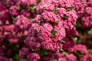 Image showing Flowers pink hawthorn. Tree pink hawthorn