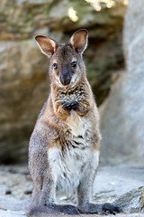 Image showing Closeup of a Red-necked Wallaby baby