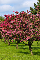 Image showing Flowers pink hawthorn. Tree pink hawthorn