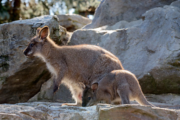 Image showing Closeup of a Red-necked Wallaby baby with mother