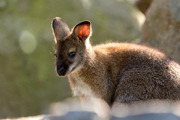 Image showing Closeup of a Red-necked Wallaby baby