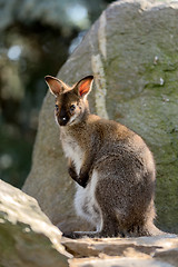 Image showing Closeup of a Red-necked Wallaby baby