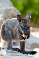 Image showing Closeup of a Red-necked Wallaby baby