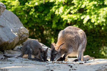 Image showing Closeup of a Red-necked Wallaby baby with mother