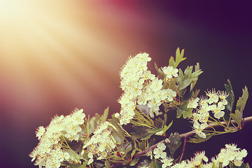 Image showing Flowering tree in spring with very shallow focus