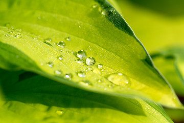 Image showing water drops on green plant leaf