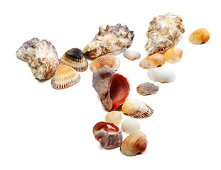 Image showing Seashells on white background