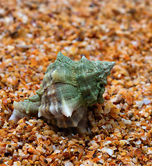 Image showing Wet seashell on sand in sunny day