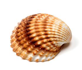 Image showing Seashell on white