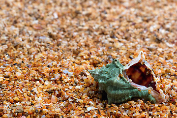 Image showing Wet seashell on sand