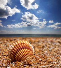 Image showing Seashell on sand 