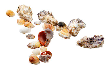 Image showing Seashells isolated on white background