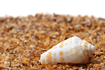 Image showing Shell of cone snail on sand 