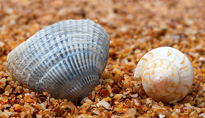 Image showing Two seashell on sand