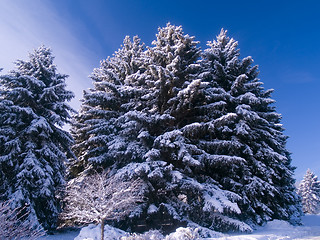 Image showing Frosted Evergreens & Blue Sky