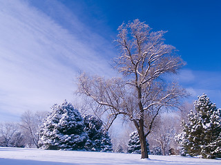 Image showing Frosted Park and Blue Sky