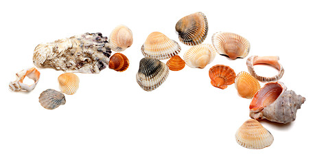 Image showing Collection of seashells with copy space