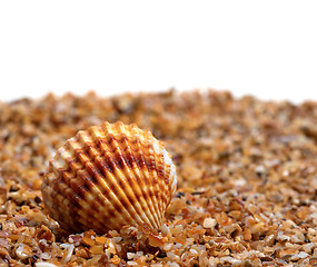 Image showing Seashell on sand 