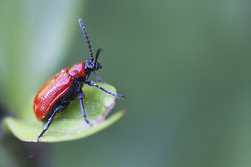 Image showing scarlet lily beetle