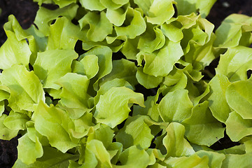 Image showing lettuce