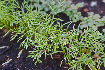 Image showing dill plants