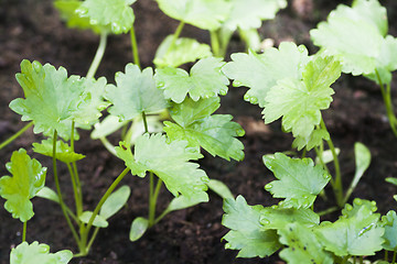 Image showing small parsnip plants