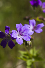 Image showing wood cranesbill