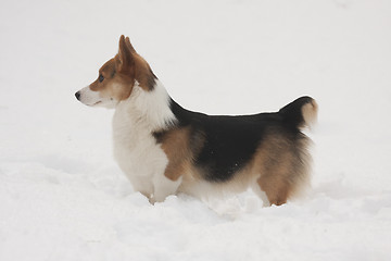 Image showing standing in snow