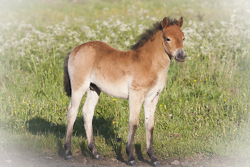 Image showing gotland pony foal