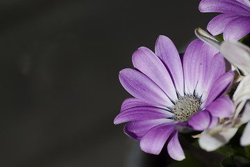 Image showing african daisy
