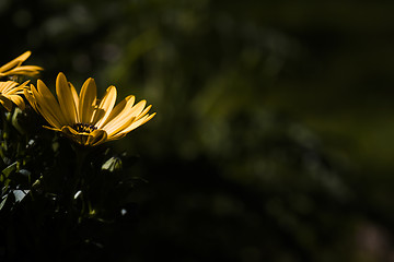 Image showing african daisy