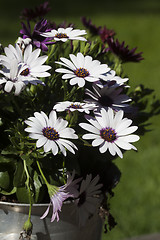 Image showing african daisies